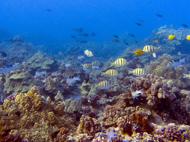 Black-striped yellow fish swim among coral reefs in Hawaii.