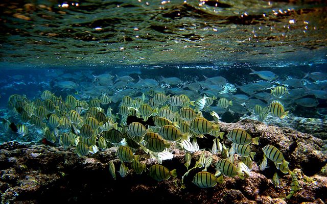 A school of yellow tropical fish with black stripes swims among the coral reefs of Maui.