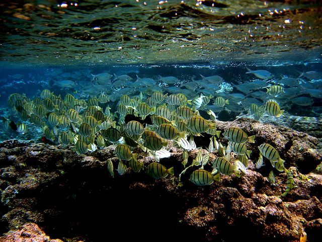 A school of yellow tropical fish with black stripes swims among the coral reefs of Maui.
