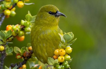 Yellow forest bird on a branch with yellow and green berries.
