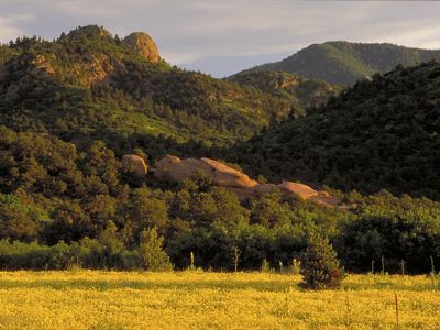 Aiken Canyon landscape at sunrise showing a yellow grassy field in the foreground and forest-covered mountains in the background. 