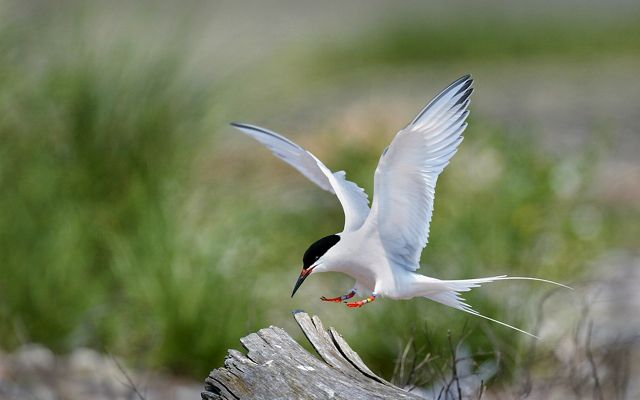 A tern landing on log at Plum Island.