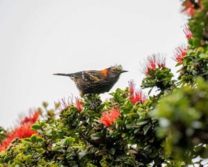 An ʻĀkohekohe, a small gray bird marked with orange and yellow streaks and tufted feathers on its head, perches on a plant.