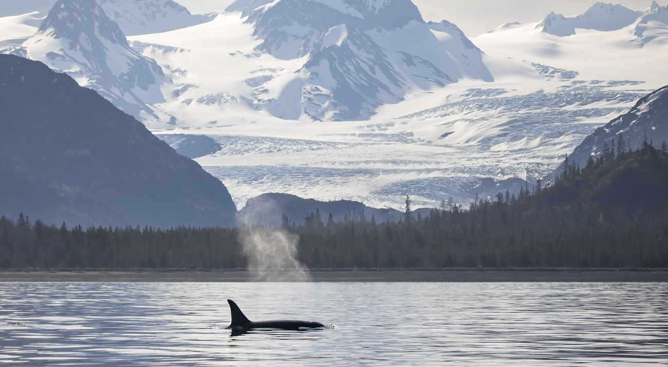 An orca breaching the surface against mountains.