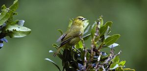 Akeke‘e on a branch