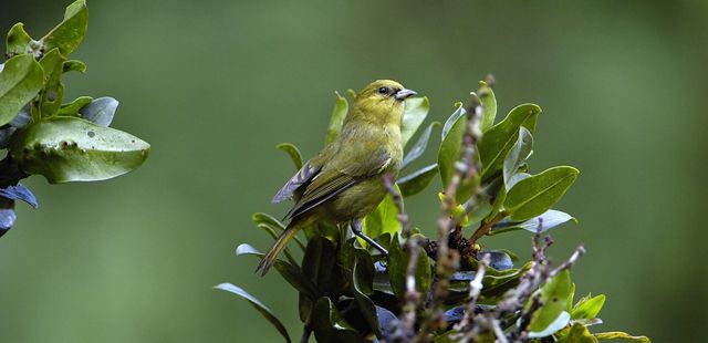 Helping Hawai‘i’s Vanishing Forest Birds