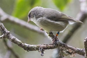 ‘Akikiki on a branch