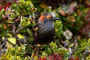  ‘Ākohekohe on a branch