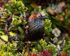 Akohekohe crested honeycreeper