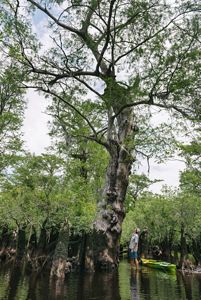 Land Steward Zach West standing next to an ancient bald cypress on the Black River in North Carolina.