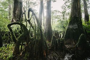 A dense forest of cypress knees, trunks and roots in tangles along a river.