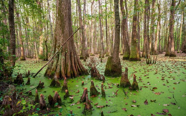 Cypress swamp with cypress knees poking out of the water covered in duckweed.