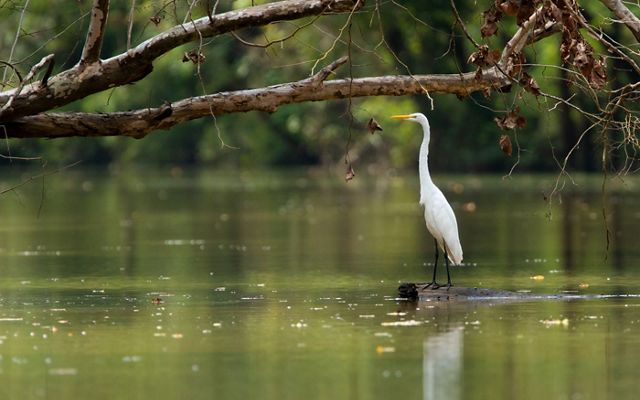A white egret stands in a shallow river surveying the water.