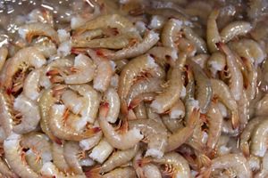 A pile of shrimp awaits processing.