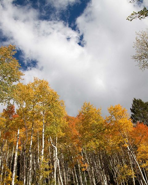 Fall colors in New Mexico.