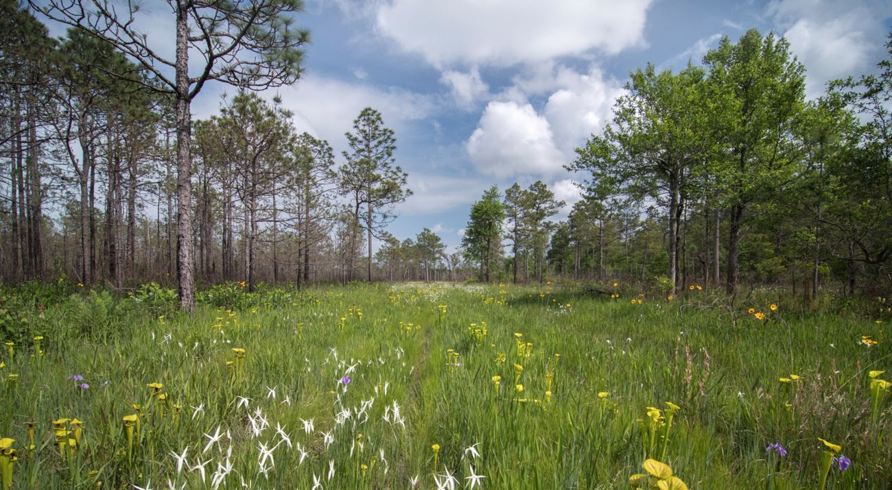 Longleaf pine savannah with pitcher plants.