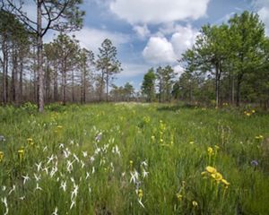 Longleaf pine savannah with pitcher plants.