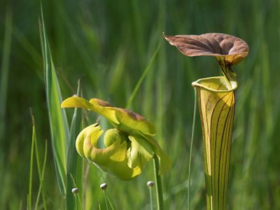 Carnivorous plants are primarily found in bogs or swamps. They flower during the spring.