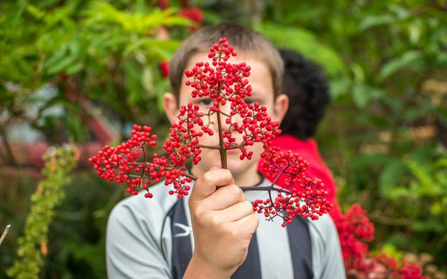 A person in the Village of Kasaan in southeast Alaska holds up a red elderberry branch.