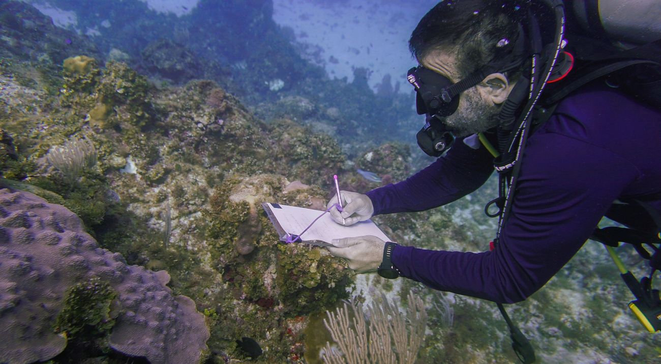 A scuba diver swimming on a dead reef.