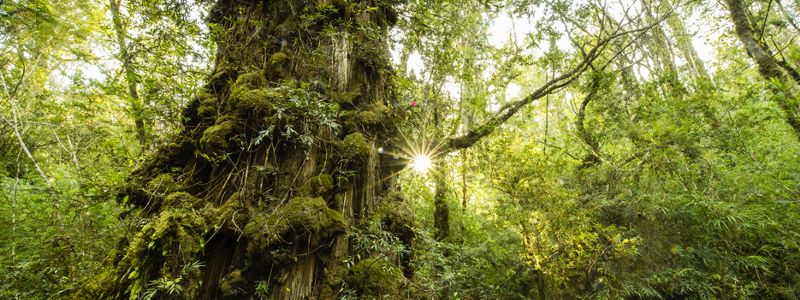 Alerce en la Reserva Costera Valdiviana.