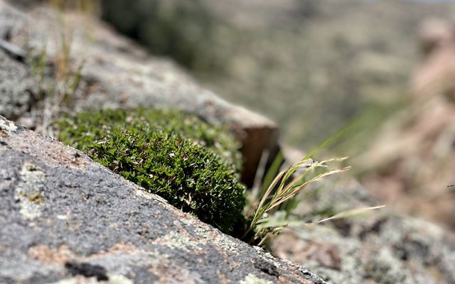 A green shrub growing on the side of a rock.