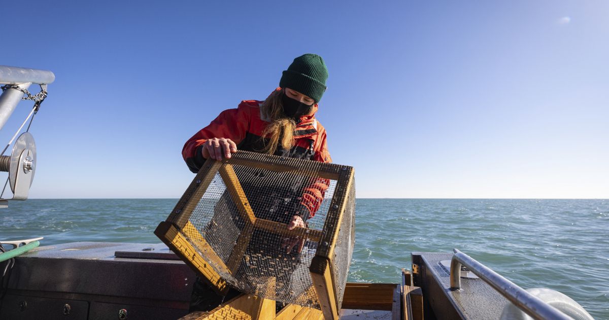 The Lake Whitefish Mystery and the Detectives Working to Solve It
