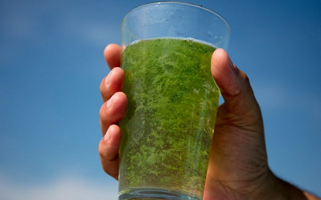 A close up of a hand holding a glass of water full of algae taken from an algal bloom on Lake Erie.