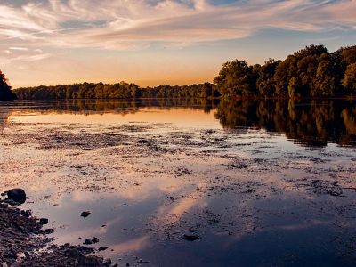 Green trees edge the banks of the Potomac River at dusk. Vegetation floats at the surface at the shallow water.