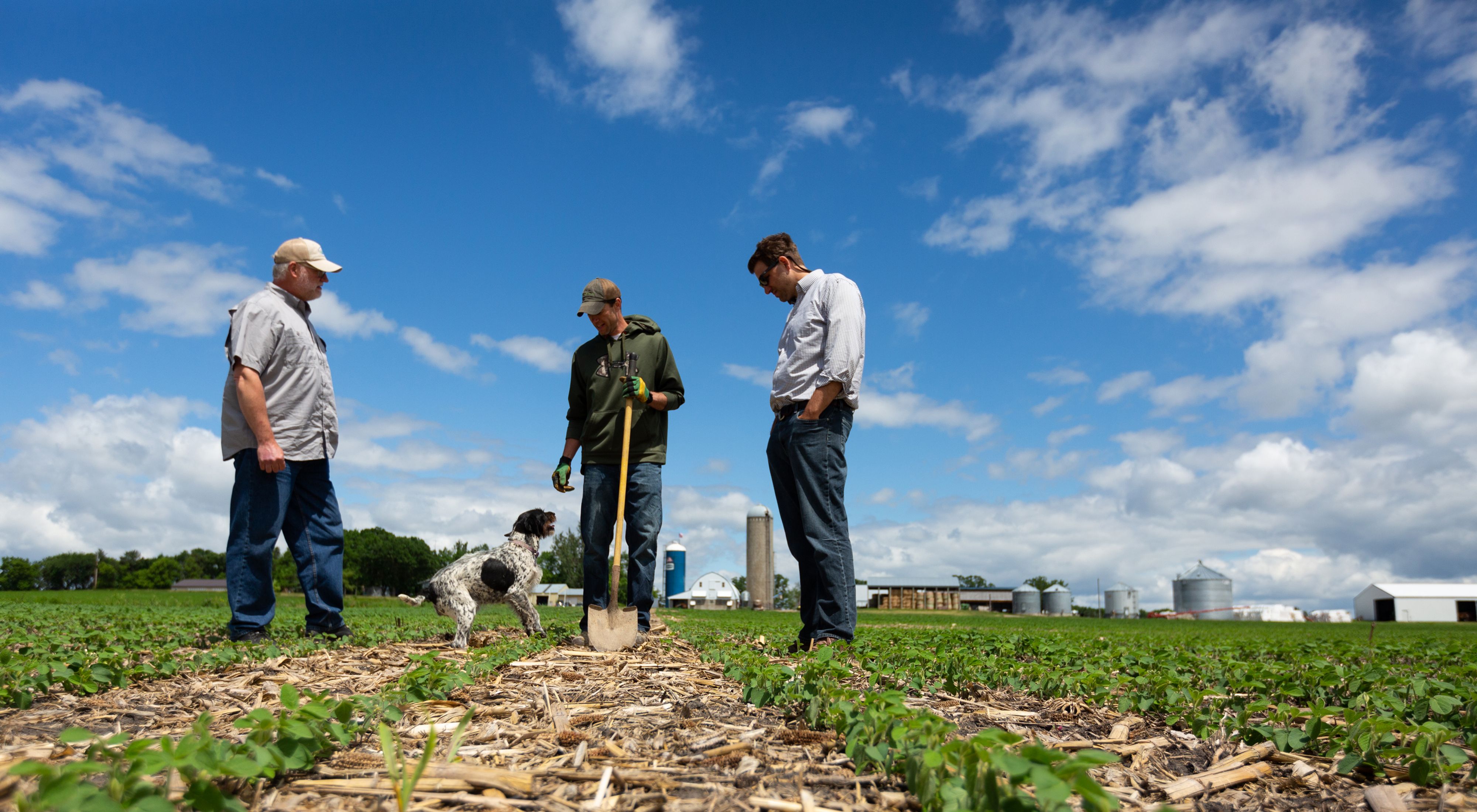 Two agronomists, a farmer and a dog standing in a cover cropped farm field.