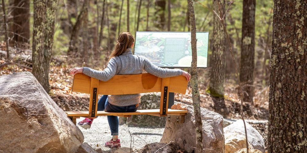 View from behind of a woman resting on a bench in the forest and looking at an informational sign.