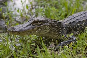 An up close image of an alligator in the grass.