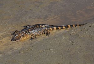 Two brown and beige alligators, about five feet long, lay side by side in the middle of a thin, shallow creek.