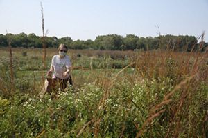 A TNC staff member harvesting seed in a prairie.