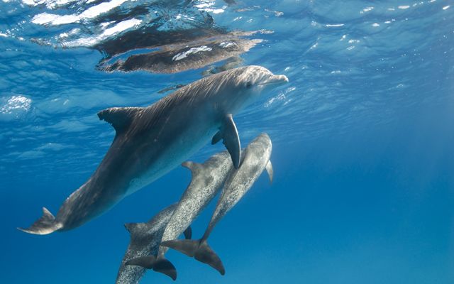 Dolphins swimming right under the surface of the water.