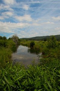 Green grases and bushes surround a quiet stream.