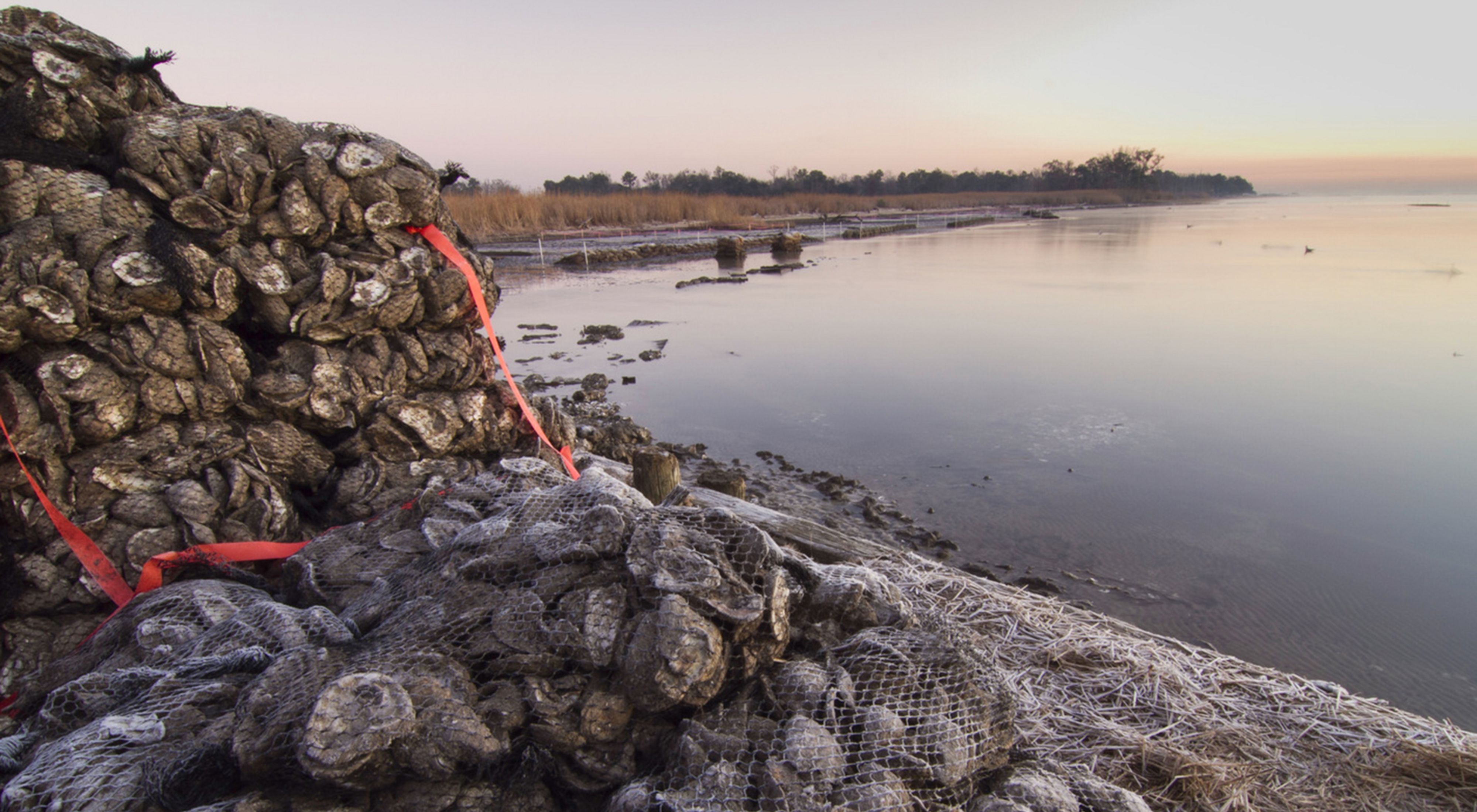 Bags of gray oyster shells are piled up along a coastal area.