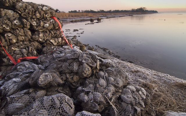 Restoring oyster reefs, as volunteers did at this site in Alabama, can reduce the energy of waves before they hit the shore.