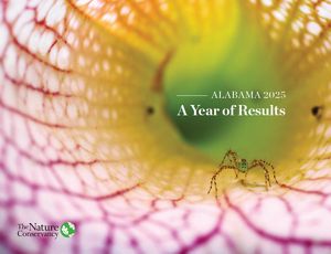 A close up of a flower reveals  the veins of a petal.