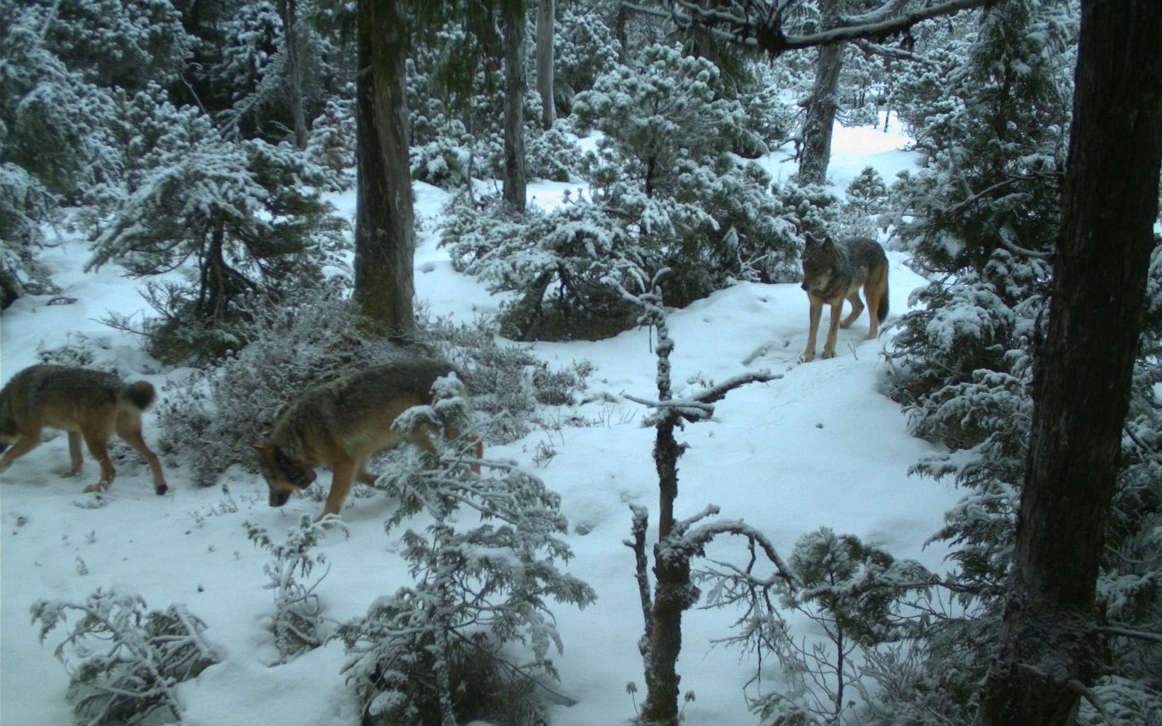 Collared wolf in the snow captured on a trail camera on Prince of Wales Island in Alaska.