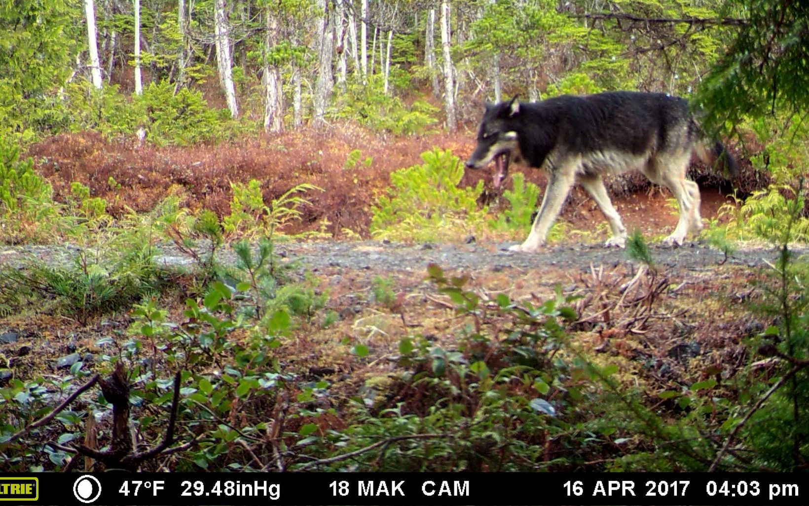 Lead wolf captured on a trail camera on Prince of Wales Island in Alaska.
