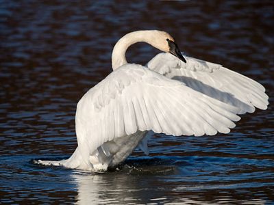 Trumpeter Swan in Alaska.