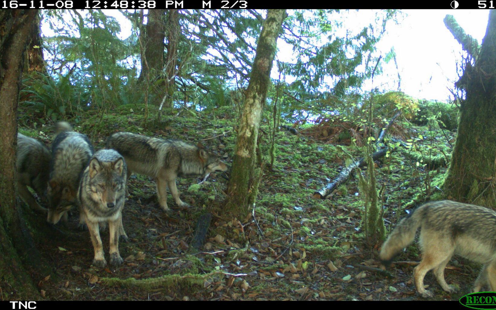 Group of wolves caught on a trail camera on Prince of Wales Island in Alaska.