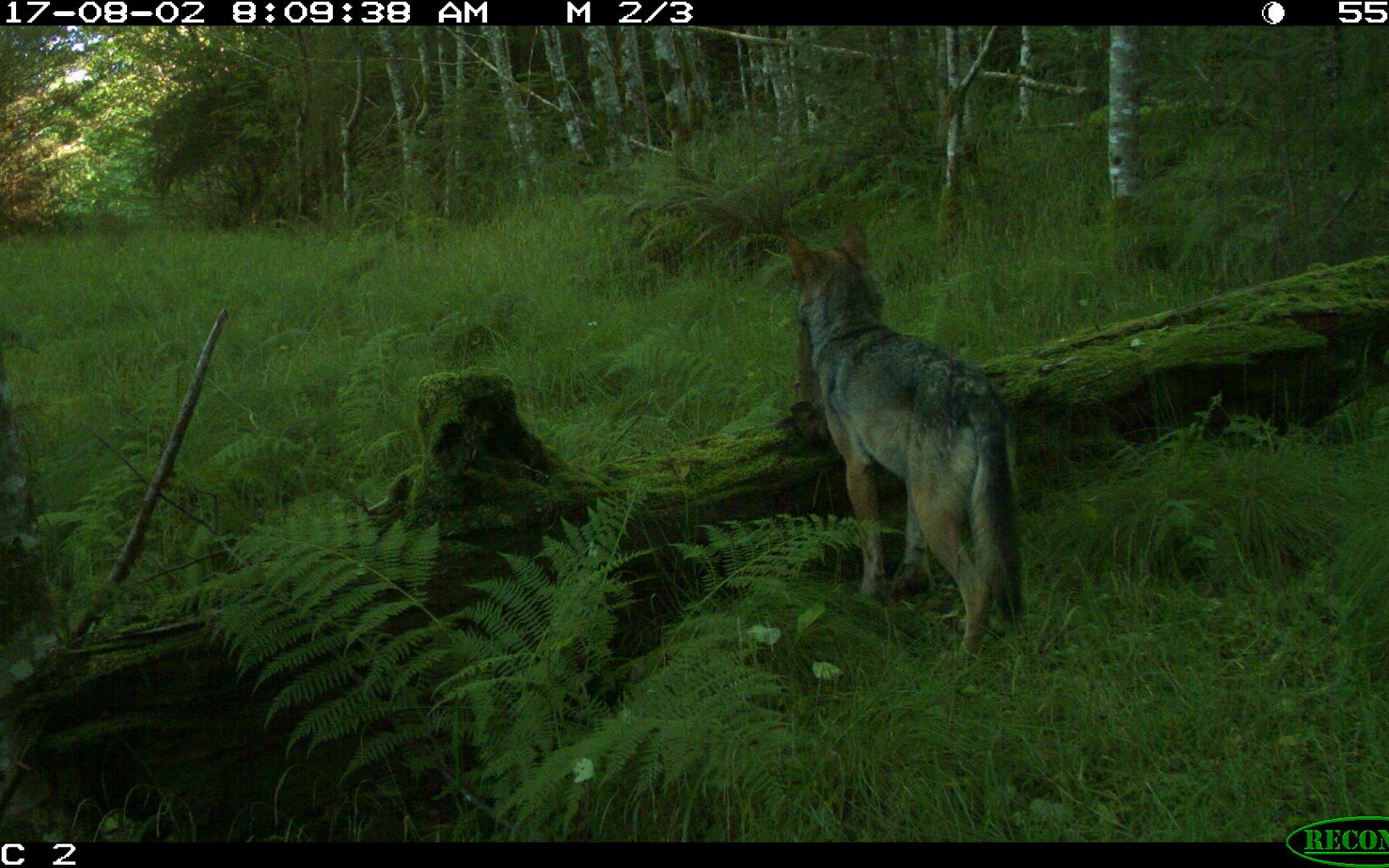 Wolf with prey captured on a trail camera on Prince of Wales Island in Alaska.