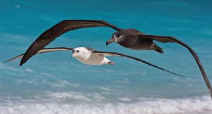 Two gray and white birds fly in the air.