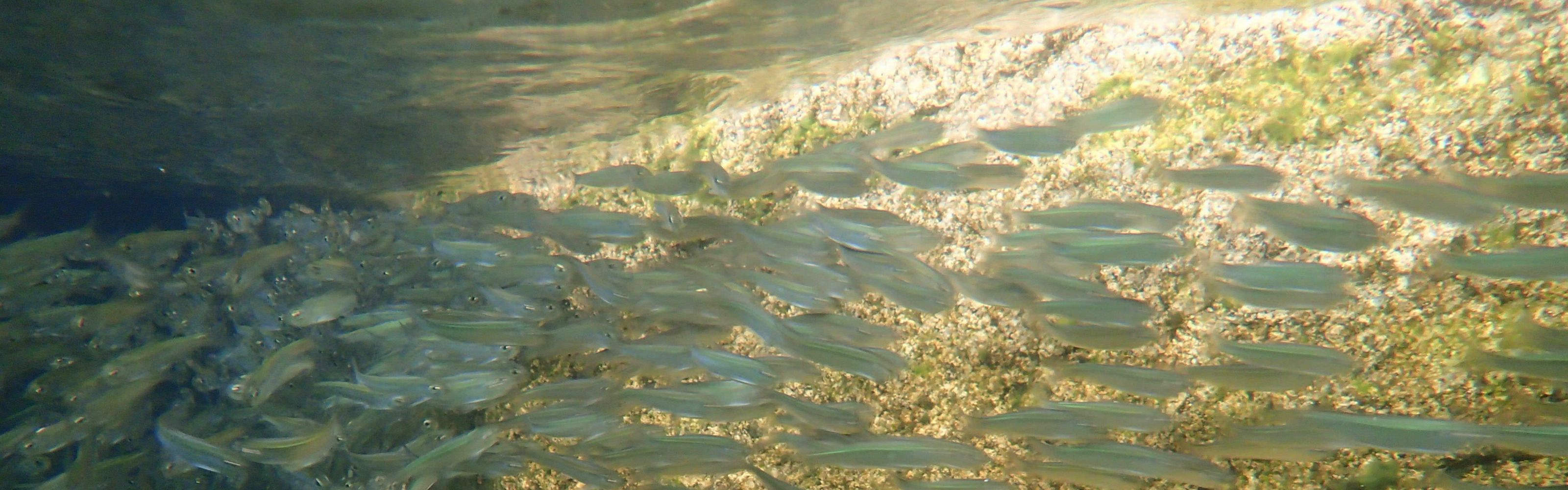 A school of young alewives swim past a rock.