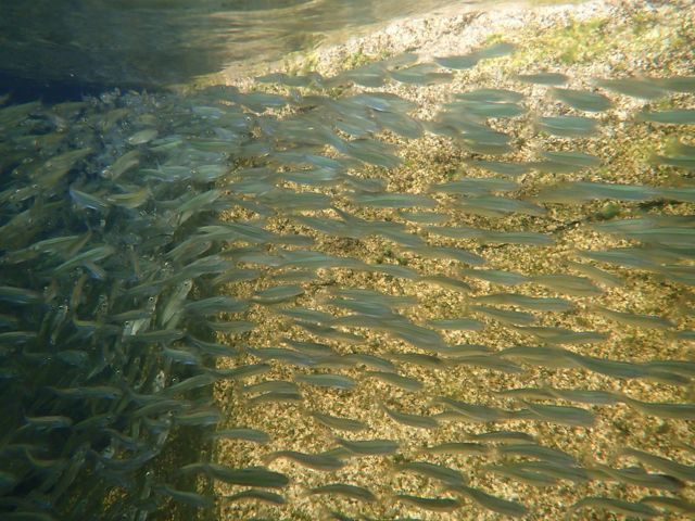 School of fish.
