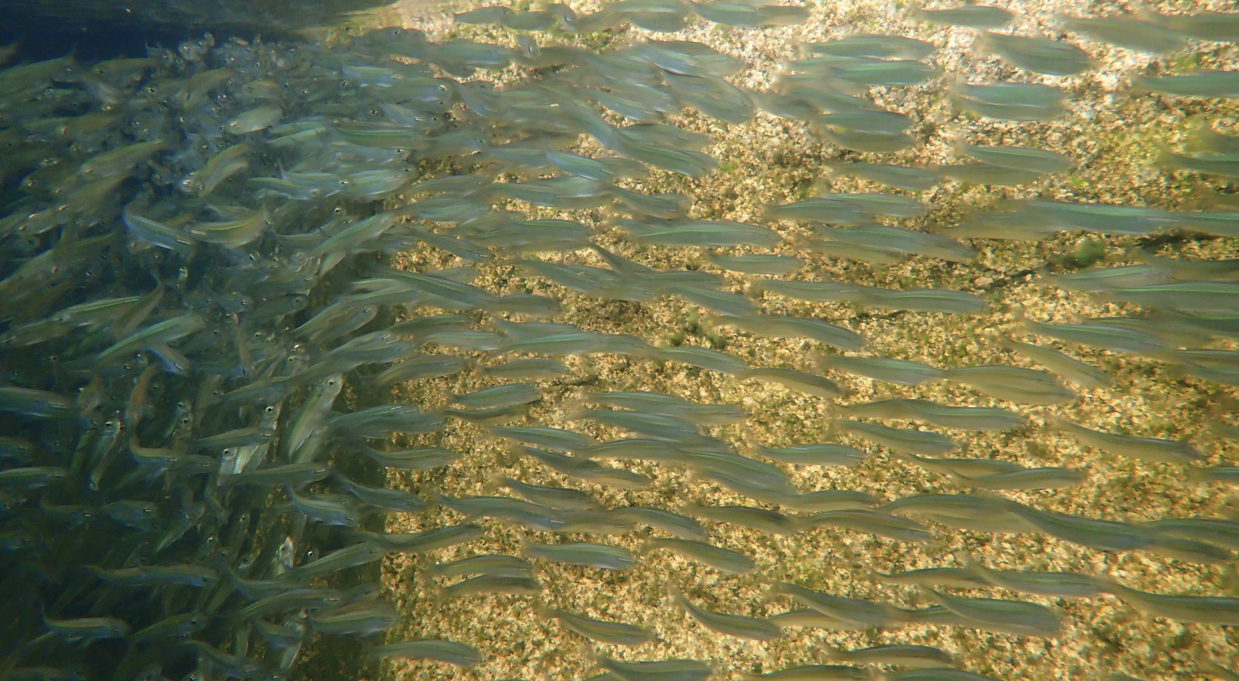 Thousands of young alewives school in a Maine pond.
