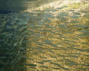 Young alewives school in a Maine pond.