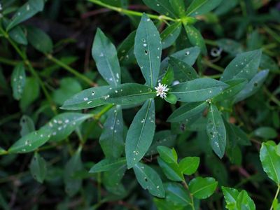 Native to South America and introduced into the U.S. in the 1890s in ship ballast water, this freshwater perennial invader forms dense mats in water bodies and wetlands.